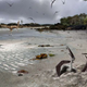 Baby pterosaurs, imagined by an artist.